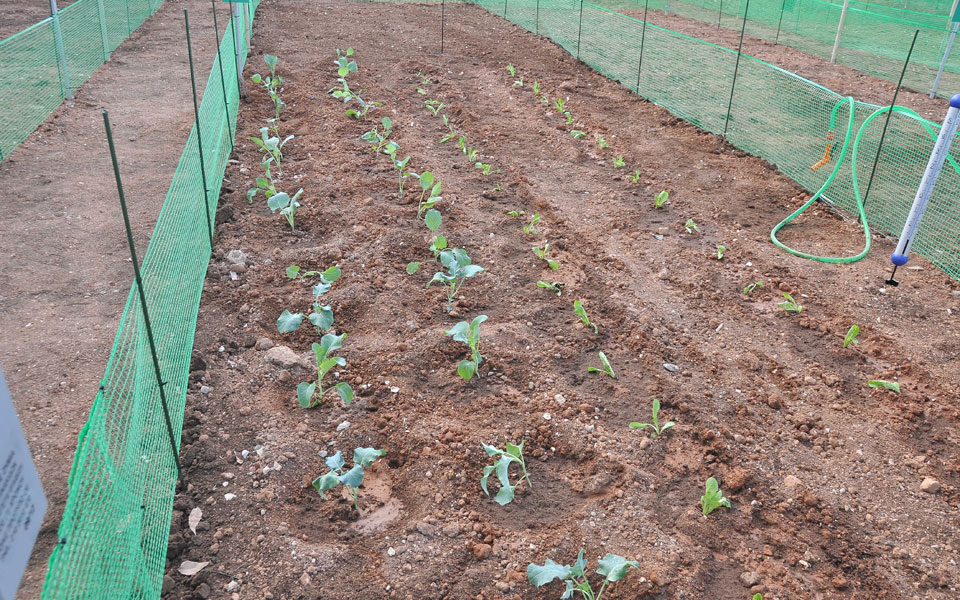 dimotikoi laxanokipoi