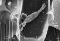 University of Adelaide: New hope for powdery mildew resistant barley 