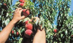 Μέχρι αύριο στο ΥπΑΑΤ τα στοιχεία της καταγραφής των ποσοτήτων για ροδάκινα-νεκταρίνια.