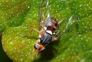 Ηράκλειο: Ολοκλήρωση δολωματικών ψεκασμών για την καταπολέμηση του δάκου