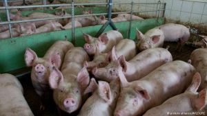 Οι ακαθαρσίες των ζώων απειλούν το νερό