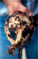 Banana plant fights off crop's invisible nemesis: Roundworms