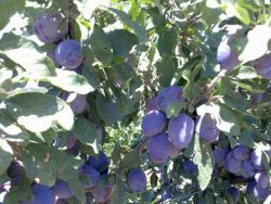 Οι επιστήμονες πάνε Σκόπελο για το δαμάσκηνο