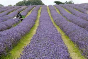 Ανοίγει ο δρόμος για τη δημιουργία Εθνικού Καταλόγου Αρωματικών και Φαρμακευτικών Φυτών